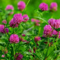 1 кг. Клевер Розовый семена (лат. Trifolium hybridium L.)